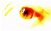 eye2.jpg