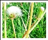 dandelions1.jpg