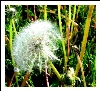 dandelions3.jpg