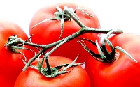 tomatoes1.jpg