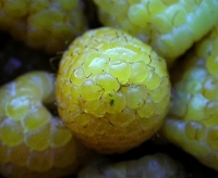 yellowraspberry.jpg