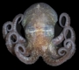 070225_antarctic_octopus_02.html