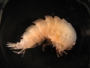 070225_new_crustacean_02.html