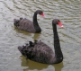 685px-Black_Swans.html