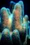 ig53_corals_01_02.html