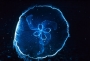 ig53_corals_03_02.html