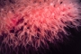ig53_corals_04_02.html