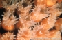 ig53_corals_05_02.html
