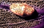 ig53_corals_07_02.html