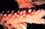 ig53_corals_08_02.html