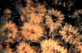 ig53_corals_12_02.html