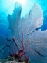 ig53_corals_13_02.html