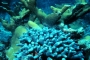 ig53_corals_14_02.html