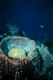 ig53_corals_15_02.html