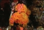 ig53_corals_16_02.html