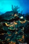 ig53_corals_17_02.html