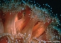 ig53_corals_18_02.html