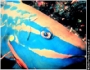 ig54_parrotfish.html