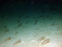 sea_cucumbers_02.html