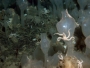 sea_squirts_02.html