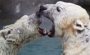 polar_bears_ohtu101.html