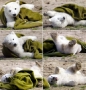 070323polar_bear_470.html