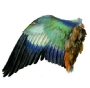 durer_wing.html