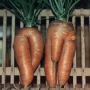 CarrotLegs.html