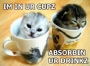 2355-reet-Lolcat.html