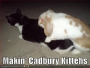 funny-pictures-cadbury-kittens.html