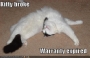 funny-pictures-bendy-cat.html