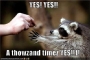 funny-pictures-racoon-yes.html