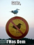 funny-pictures-bird-anti-bird.html