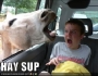 funny-pictures-horse-in-car.html