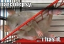 funny-pictures-narcolepsy-rat.html