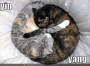 funny-pictures-yin-yang-cats.html