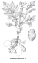 HR09Solanum_tuberosum.html