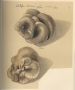clusius_watercolor.html