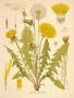 dandelion_1.html