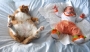 whos-cuter-cat-or-baby.html