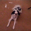 ana2-cam438981.jpg
