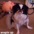 anacamhere05601.jpg