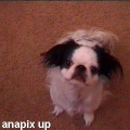 anacamhere05603.jpg