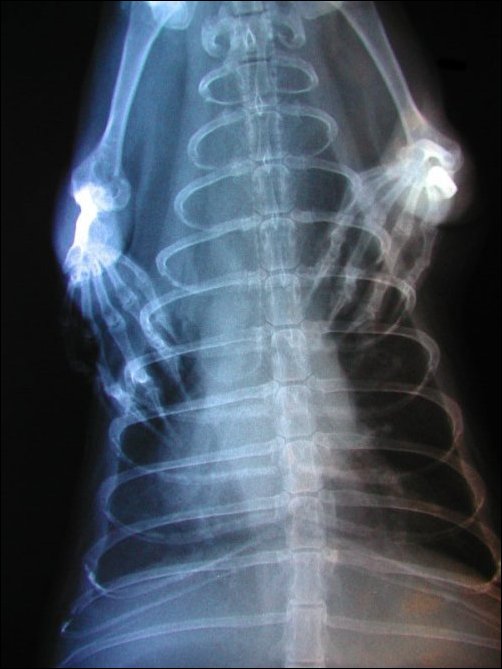 xray1.jpg