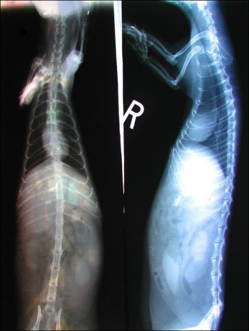 xray3.jpg