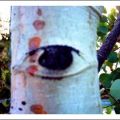 eyetree.jpg