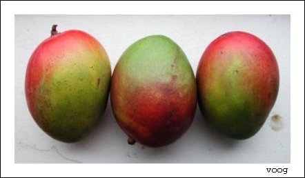 3mangoes.jpg